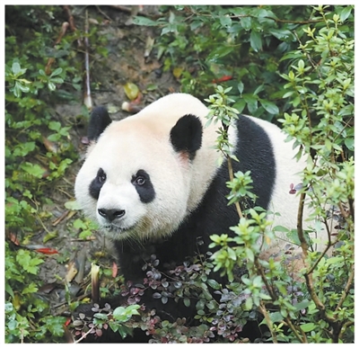 守护旗舰物种 架起友谊桥梁(美丽中国)