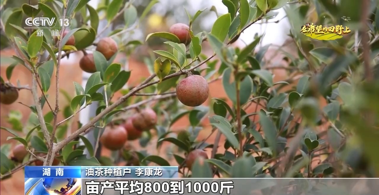 从稻田到油茶林 多地迎来秋收好“丰”景