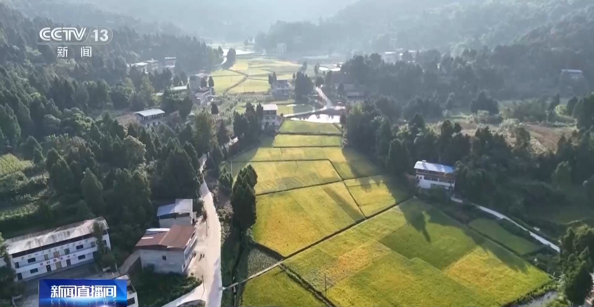 从稻田到油茶林 多地迎来秋收好“丰”景