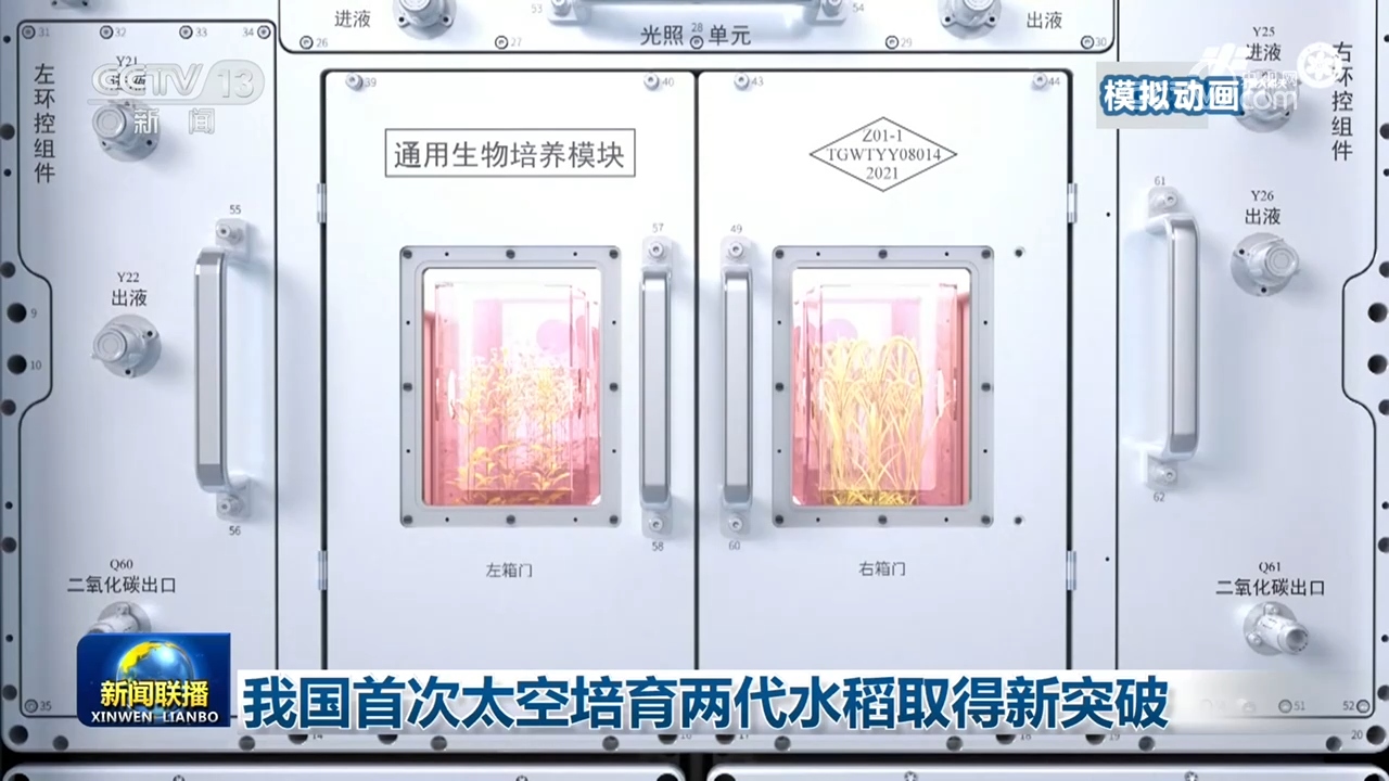 我国首次太空培育两代水稻取得新突破
