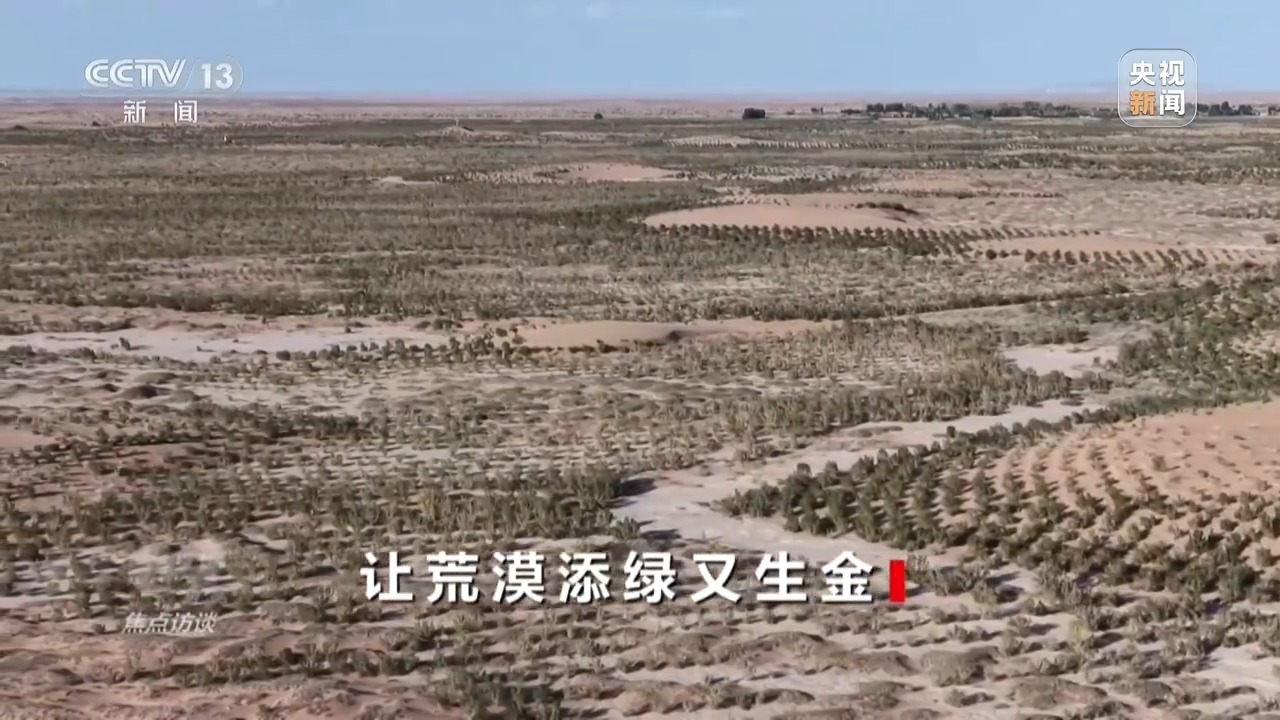 焦点访谈丨让荒漠添绿又生金 看“三北”的生态蝶变