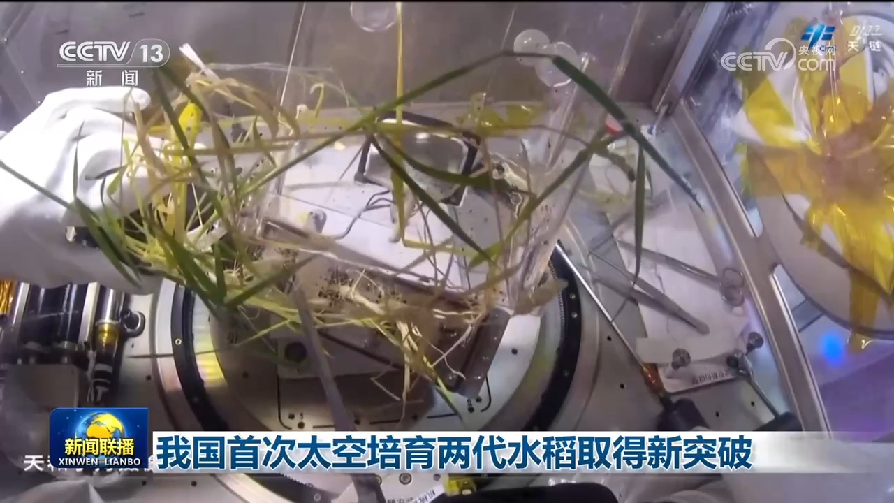 我国首次太空培育两代水稻取得新突破