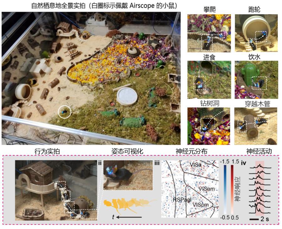 1克!中国造微型“脑探测器”如何“读懂大脑”?
