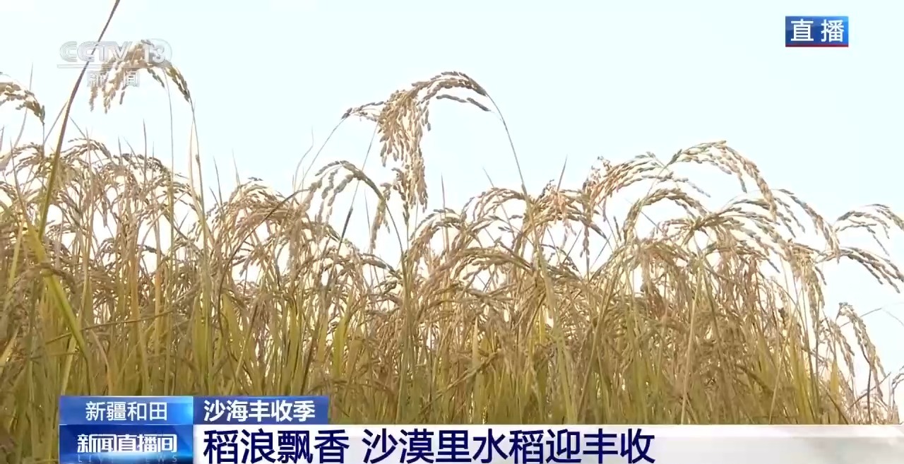 视频丨沙地种水稻、盐碱地结菠萝 这场大漠丰收超硬核