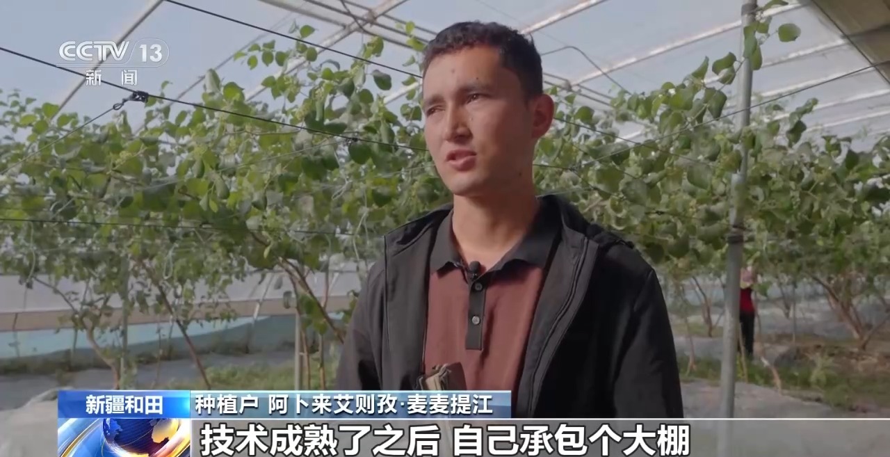 视频丨沙地种水稻、盐碱地结菠萝 这场大漠丰收超硬核