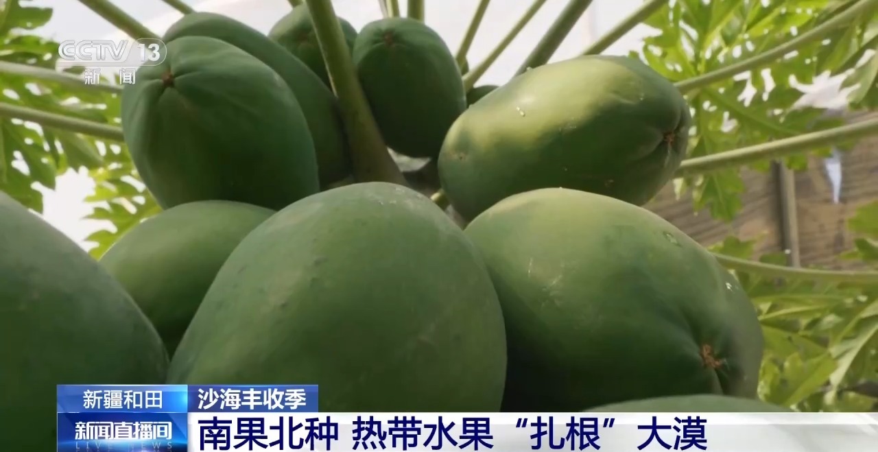 视频丨沙地种水稻、盐碱地结菠萝 这场大漠丰收超硬核