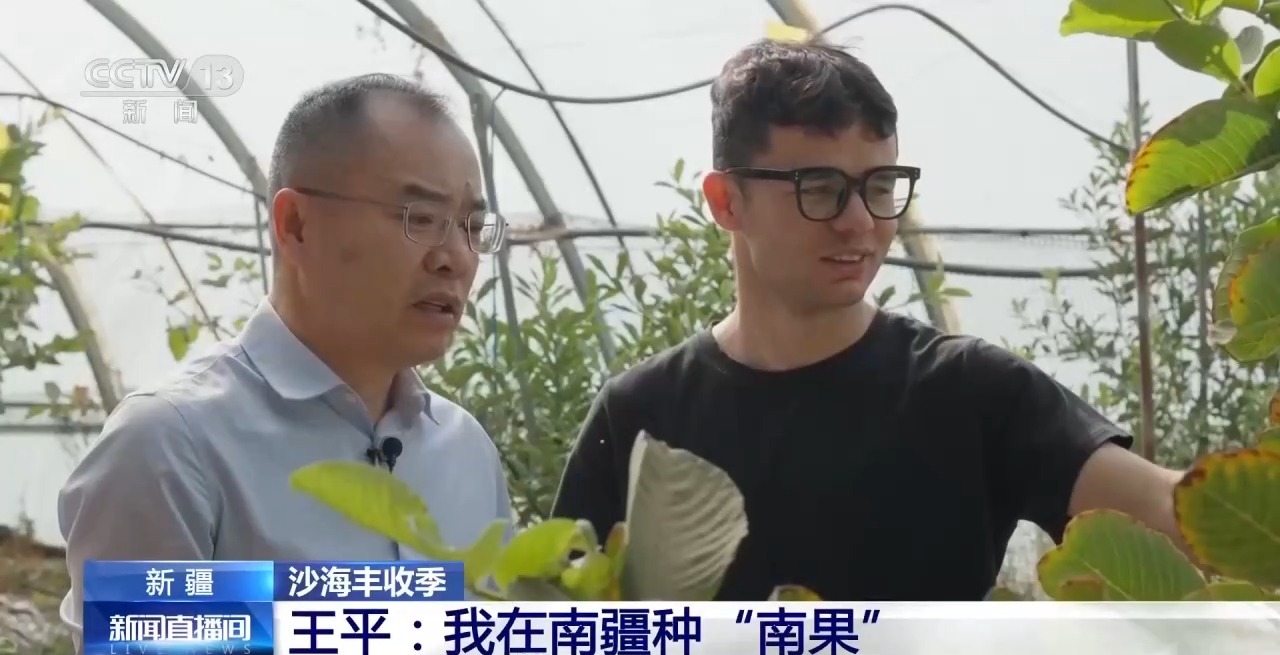 视频丨沙地种水稻、盐碱地结菠萝 这场大漠丰收超硬核