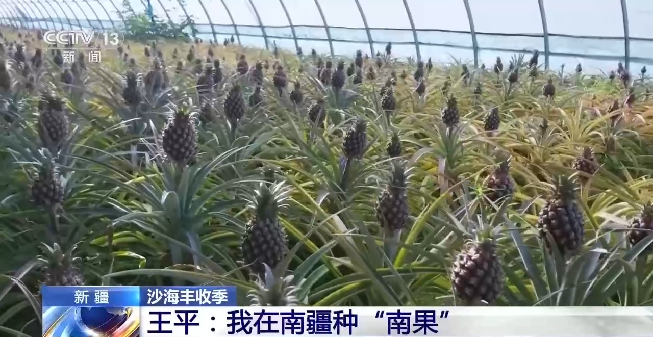 视频丨沙地种水稻、盐碱地结菠萝 这场大漠丰收超硬核