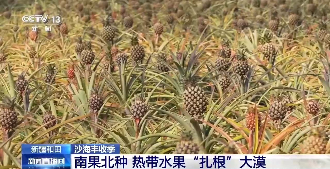 视频丨沙地种水稻、盐碱地结菠萝 这场大漠丰收超硬核