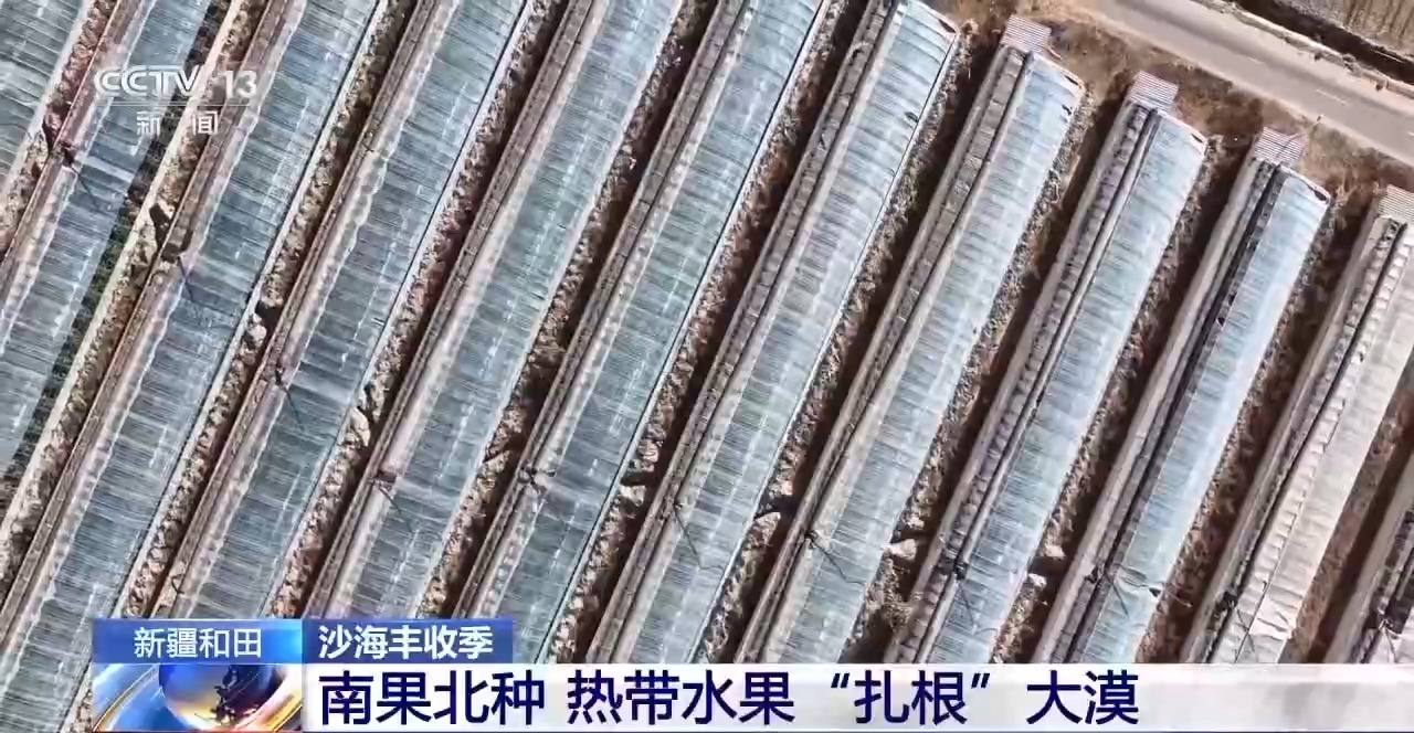 视频丨沙地种水稻、盐碱地结菠萝 这场大漠丰收超硬核