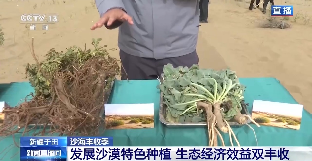 视频丨锁边“合龙”不是终点 塔克拉玛干沙漠边缘还在不断变绿