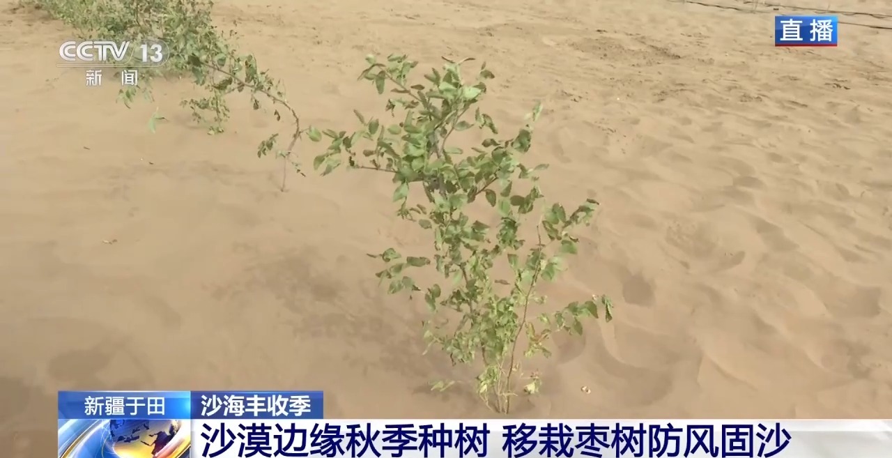视频丨锁边“合龙”不是终点 塔克拉玛干沙漠边缘还在不断变绿