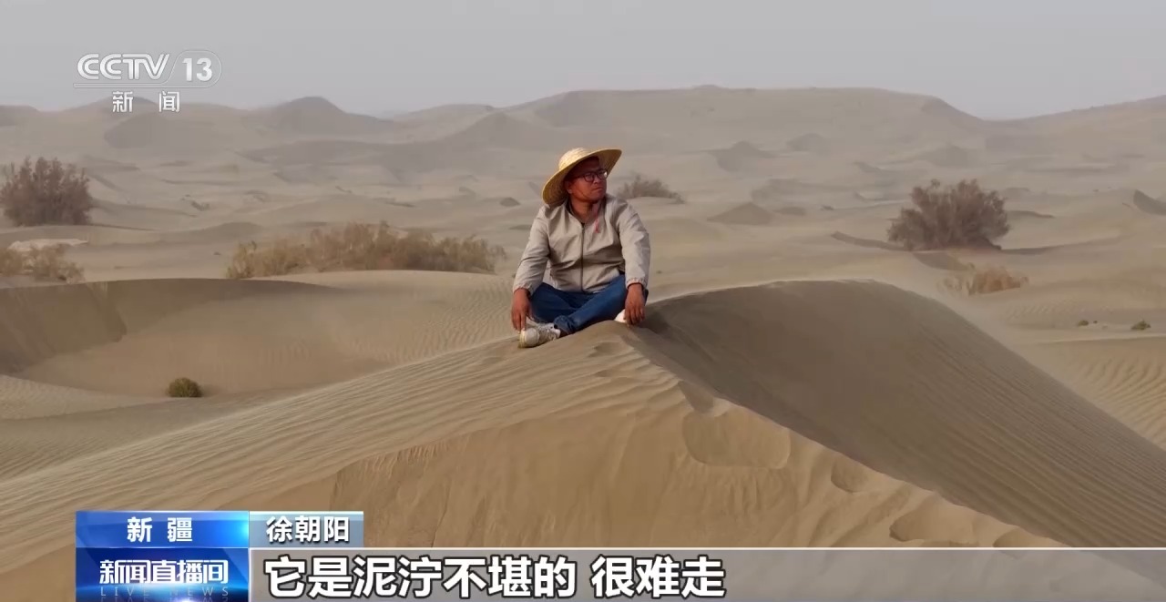 视频丨锁边“合龙”不是终点 塔克拉玛干沙漠边缘还在不断变绿