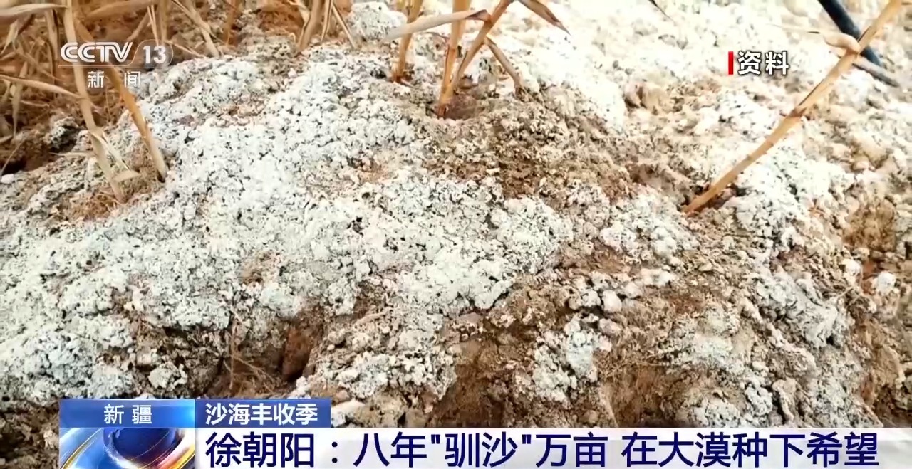 视频丨锁边“合龙”不是终点 塔克拉玛干沙漠边缘还在不断变绿