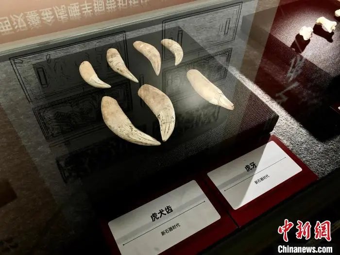 中國這些博物館可真是“虎”呀！