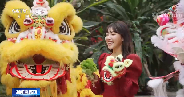腊月二十七 年味渐浓 | 广东：年花映新年 醒狮舞新春