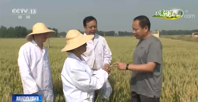 在希望的田野上·三夏时节：主产区小麦机收稳步推进