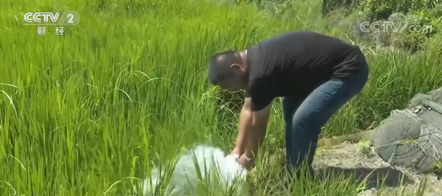 确保秋粮稳产 多地抗旱保灌