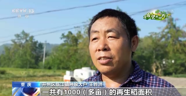 丰收好景象！稻浪滚滚、高粱饱满、瓜果飘香……