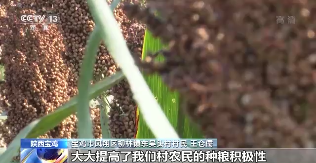 丰收好景象！稻浪滚滚、高粱饱满、瓜果飘香……