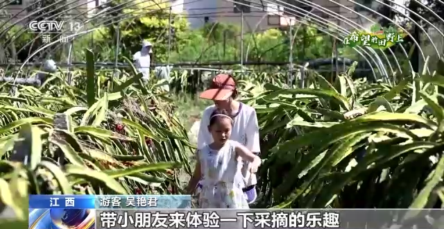 丰收好景象！稻浪滚滚、高粱饱满、瓜果飘香……