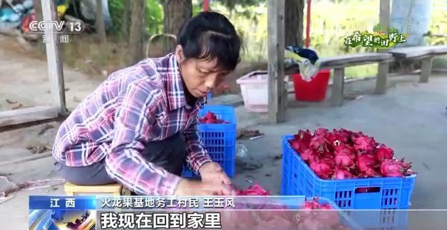 丰收好景象！稻浪滚滚、高粱饱满、瓜果飘香……