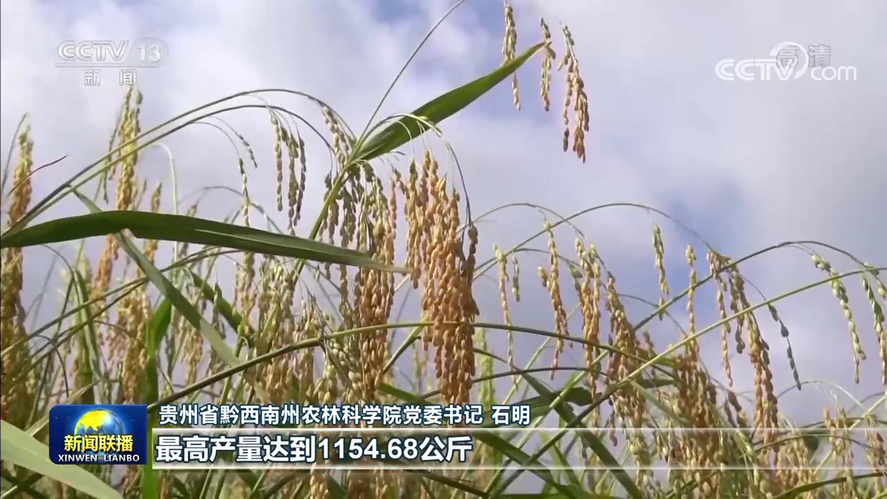 【在希望的田野上】我国秋粮丰收在望