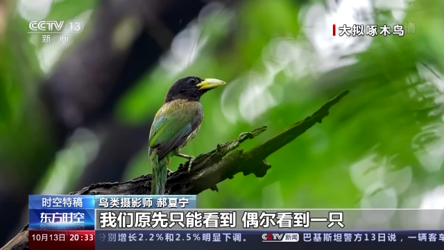 光影十年·只此青绿丨鸟类摄影师用镜头记录十年生态之变