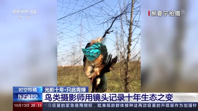 光影十年·只此青绿丨鸟类摄影师用镜头记录十年生态之变