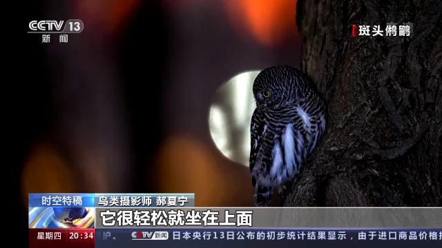 光影十年·只此青绿丨鸟类摄影师用镜头记录十年生态之变