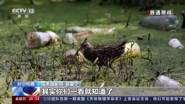 光影十年·只此青绿丨鸟类摄影师用镜头记录十年生态之变