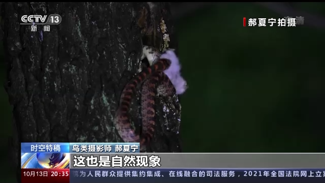 光影十年·只此青绿丨鸟类摄影师用镜头记录十年生态之变