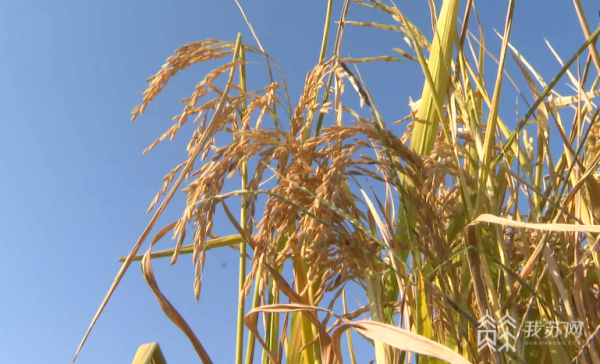 今年什么时间种小麦 18c04d00990c24c4894312.png