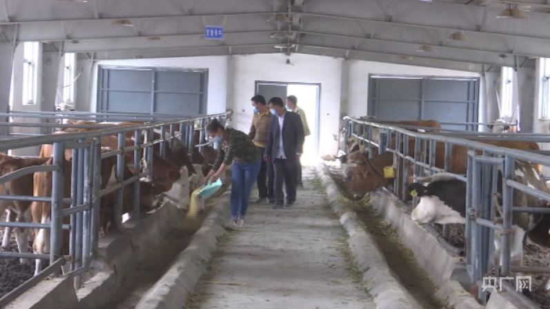 乡村新面貌|新疆泽普县：畜牧养殖业高质量发展 引领群众增收致富