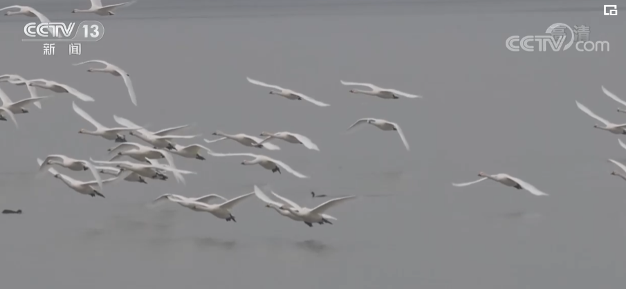 大批大天鹅抵达黄河湿地栖息越冬