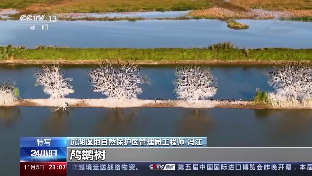 探访武汉沉湖湿地：数万只越冬候鸟带来诗情画意