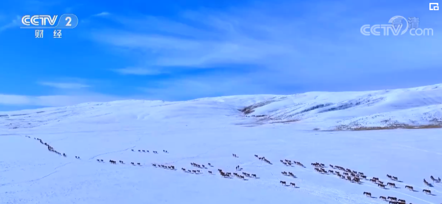 多种珍稀野生动物频频亮相 成群藏野驴漫步冬日雪原