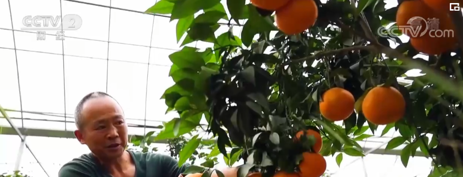 “红美人”柑橘丰收 亩均收益超10万元