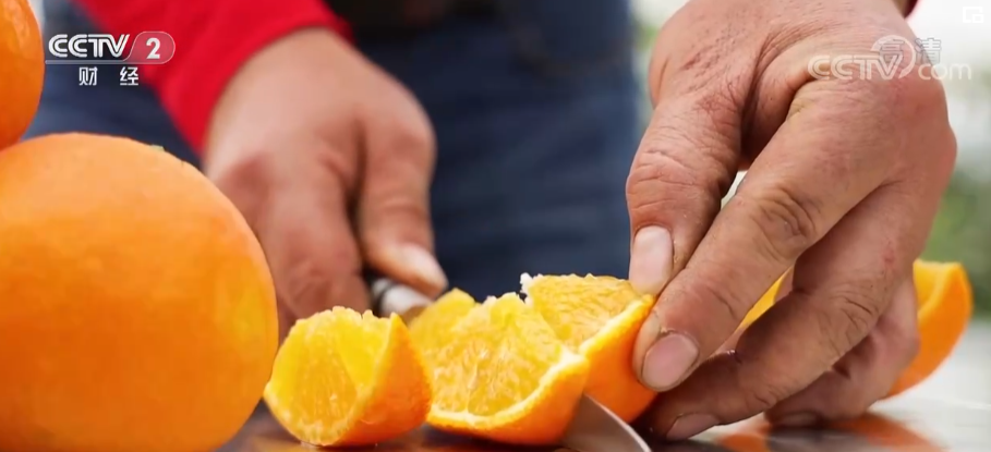 “红美人”柑橘丰收 亩均收益超10万元
