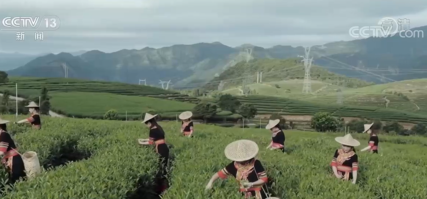 【新时代 新征程 新伟业】福建宁德坦洋村：发展茶产业 当好领头羊