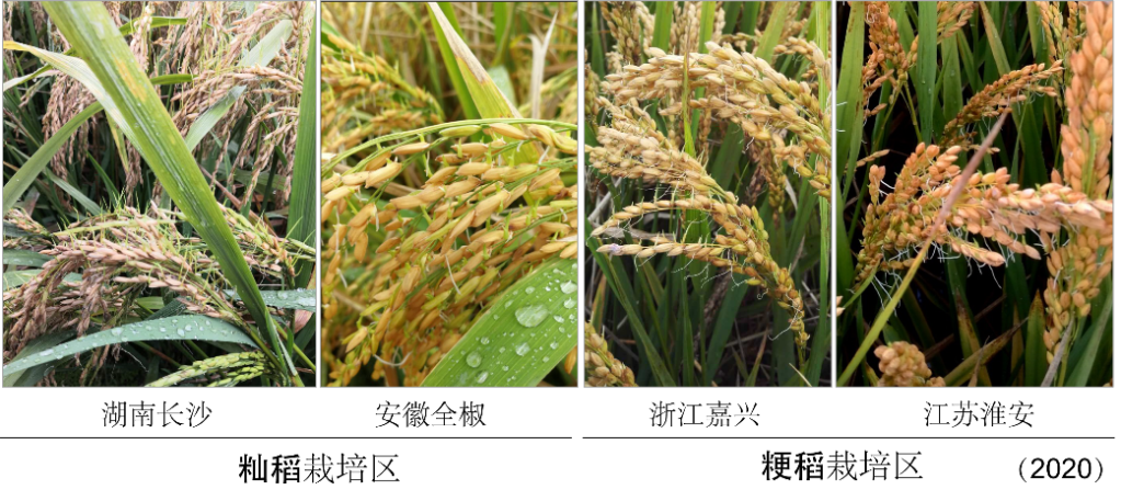 科学家找到调控水稻、小麦穗发芽的“开关”