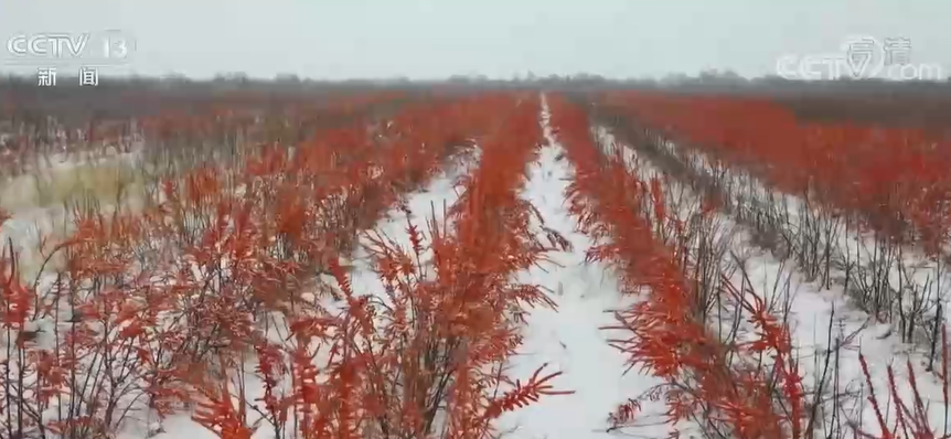 雪中“红果”迎丰收 新疆阿勒泰采摘沙棘冬果正当时