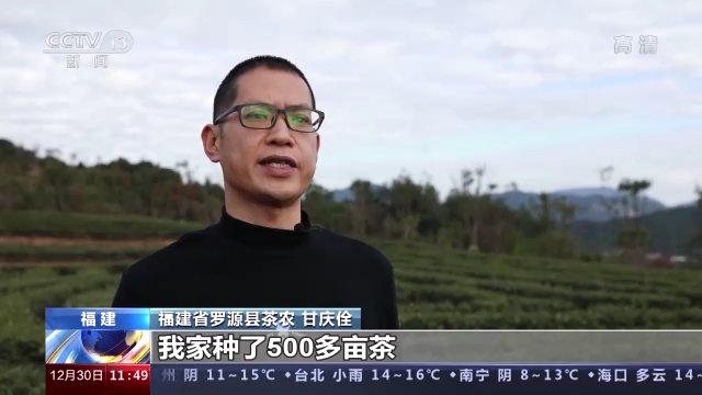 传承技艺茶叶飘香 今年我国茶叶总产值预计首超3000亿元