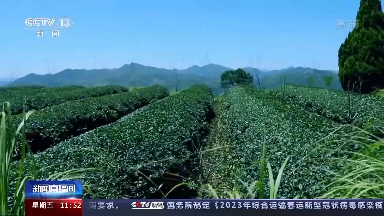 传承技艺茶叶飘香 今年我国茶叶总产值预计首超3000亿元