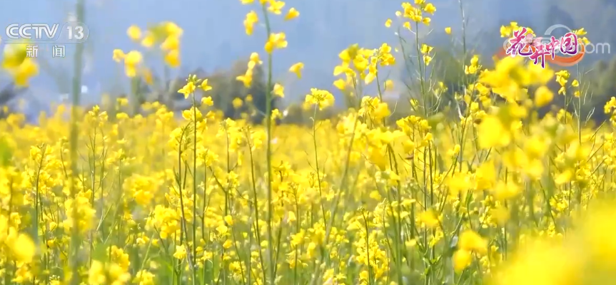 贵州兴义万峰林下春来早 油菜花海美如画