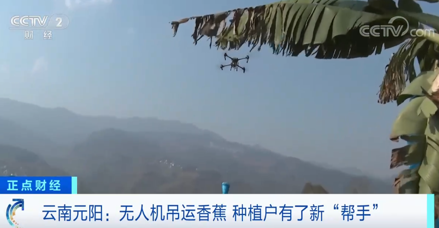 无人机吊运香蕉 云南元阳种植户有了新帮手
