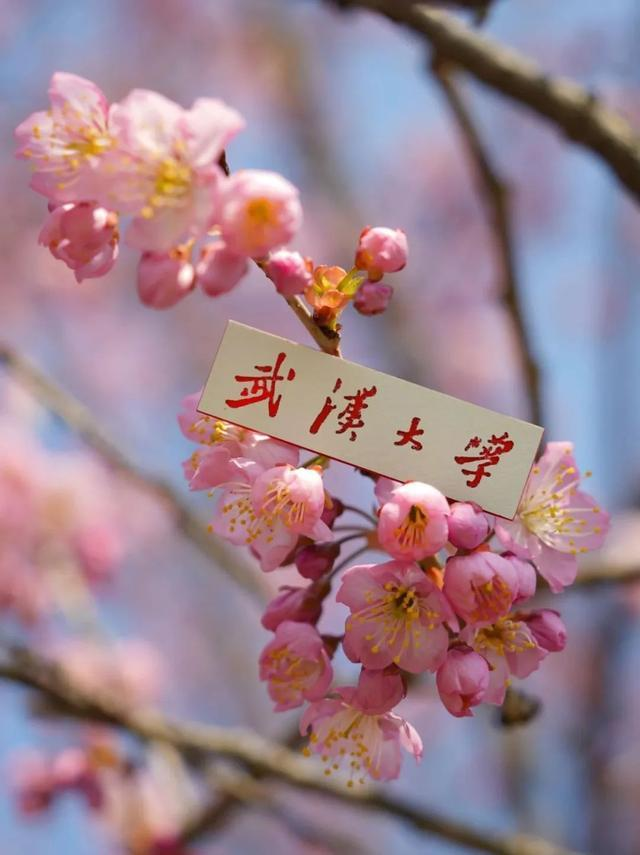 总书记，“樱”雄湖北今春更美！
