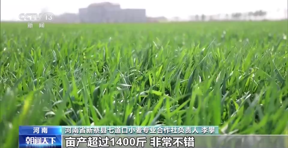 春耕一线观察丨一粒小麦良种 支撑粮食增产大图景