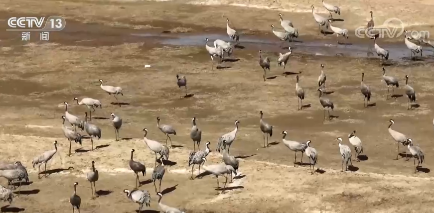 内蒙古多地水库湿地迎大批候鸟 万鸟翔集 和谐美丽
