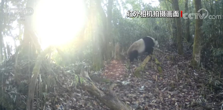 四川瓦屋山半个月内拍到三只野生大熊猫活动珍贵视频